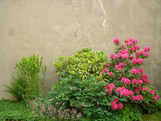 Rhododendron, Aucuba japonica, Dicentra spectabilis