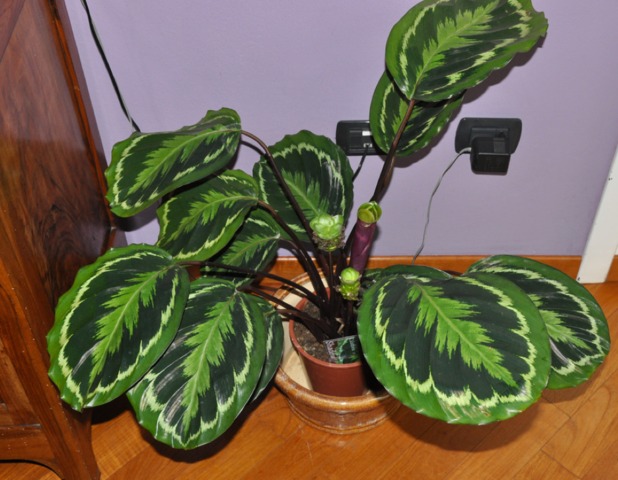 Calathea Makoyana - Plantes d'intérieur