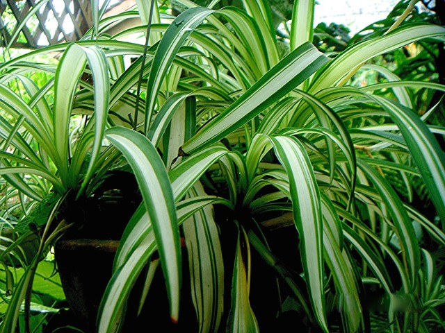 Chlorophytum en pot suspendu par unité - chlorophytum 'variegatum' - plante  d'intérieur ⌀18 cm - ↕40-45 cm