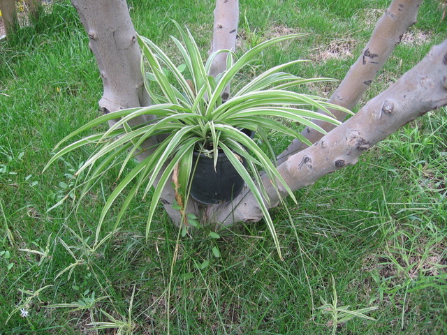 Chlorophytum en pot dans le jardin