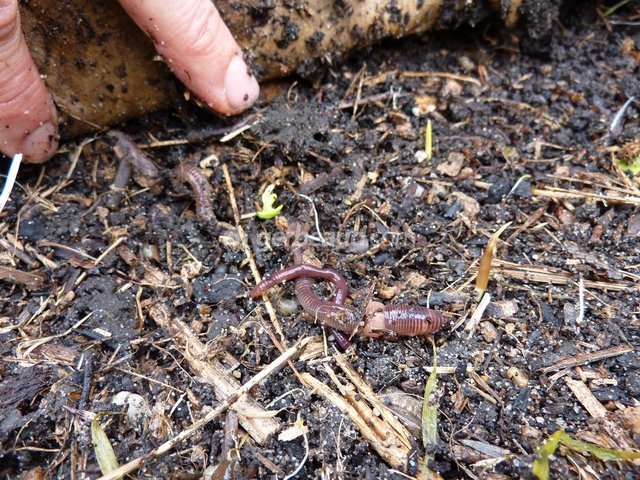 Vers à compost pour le vermicomposteur – Jardinage durable