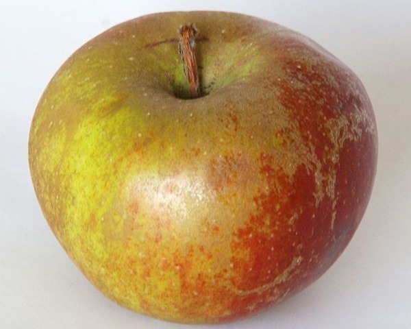 Galarina, une des plus récente variété de pomme résistante à la