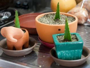 planter une bouture de cactus