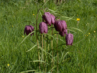 Fritillaria meleagris - Fritillaire pintade