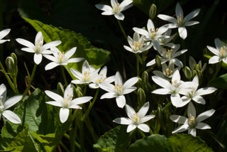 Ornithogalum