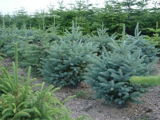Sapin pungens en conteneurs
