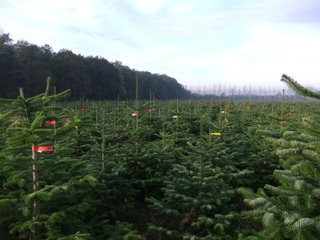 Champs de sapins nordmann