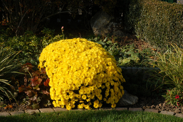 Touffe de chrysanthèmes dans un massif d'automne