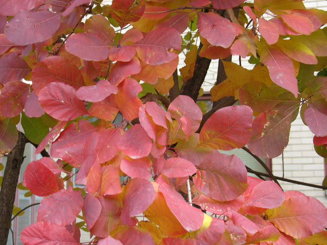 Cotinus coggygria en automne