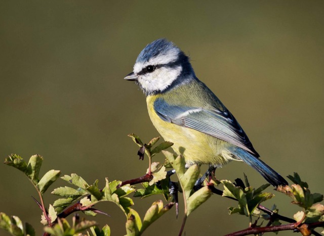 Un Petit Oiseau Aux Plumes Bleues Et Blanches Se Dresse Sur Une Planche De  Bois.