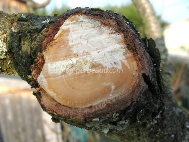 Mastic et cicatrisant pour protéger les plaies des arbres