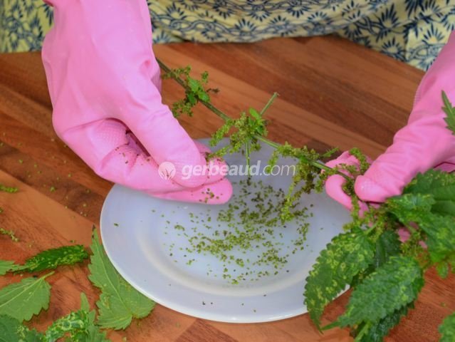 Récupération des graines d'ortie