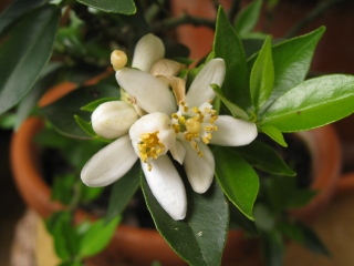 Fleurs de clémentinier (Citrus reticulata)