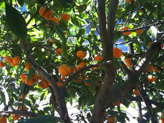 Citrus satsuma - Mandarinier