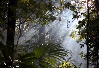 Forêt amazonienne : une flore encore mal connue