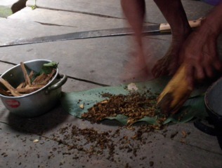 Préparation thérapeutique à base de plantes amazoniennes