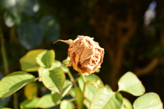 Rose fanée