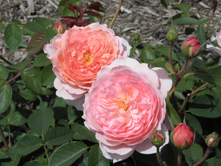 Rosier cultivé sur sol paillé