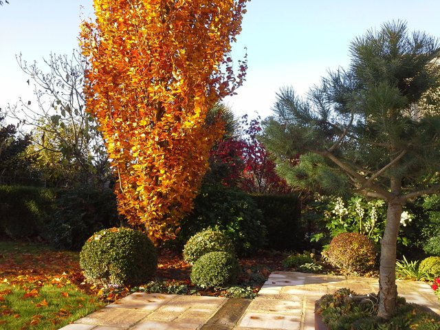 Jardin de Jocelyne (35)
