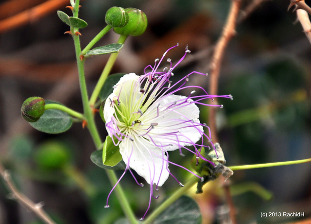 Capparis spinosa - Câprier (fleur)