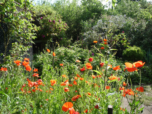 cliquez pour voir la suite Coquelicots... un brin ébouriffés !