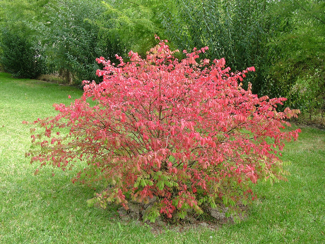 Euonymus alatus - Fusain caduc en automne