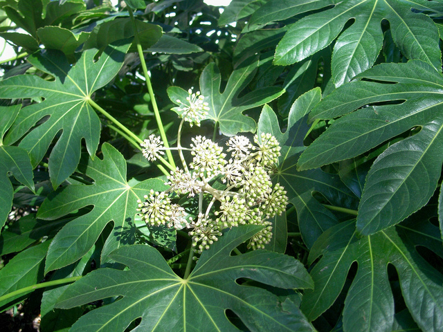 Fatsia japonica - fleurs