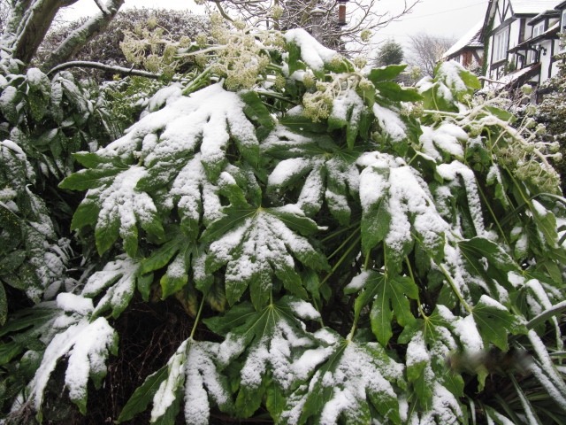 Fatsia japonica en hiver