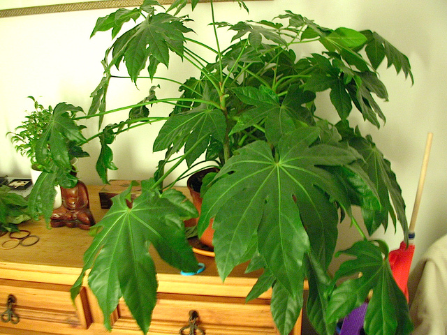 Acheter des plantes d'intérieur à grandes feuilles?