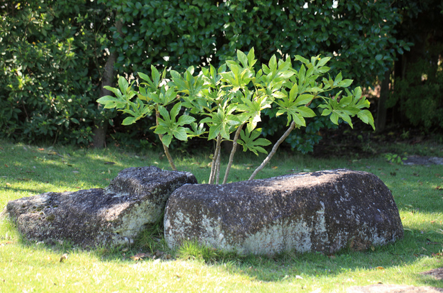Fatsia japonica en pleine terre, au jardin
