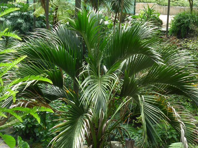 Kentia (Howea belmoreana) dans son milieu naturel