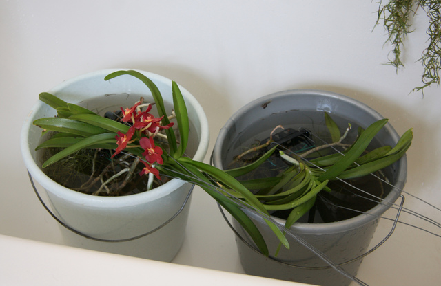 Orchidée Vanda : culture, entretien, floraison
