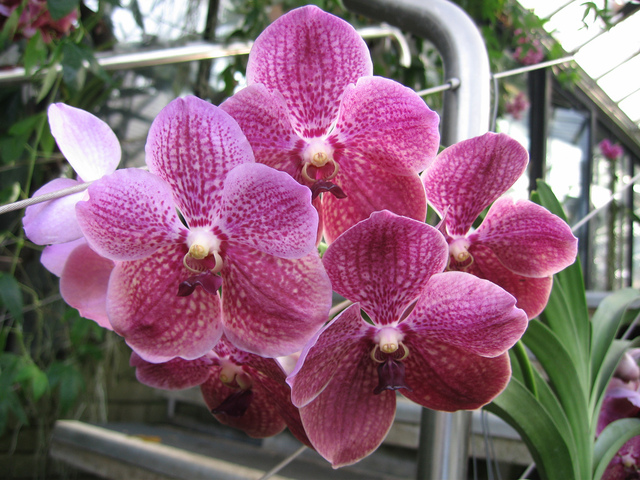orchidee vanda ne fleurit pas