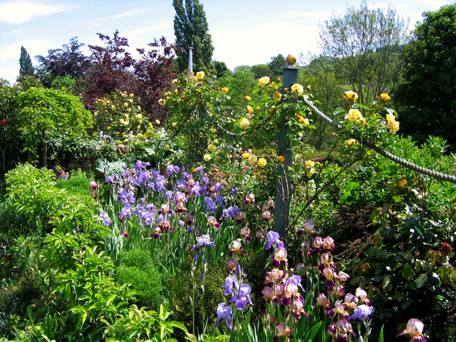 Roses et iris