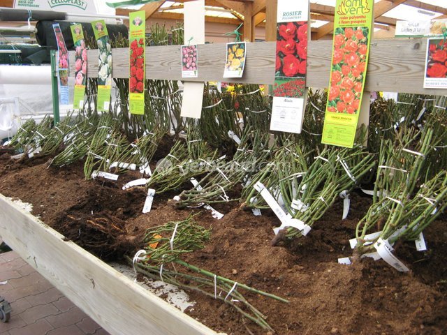 2 Plants De Myrtillier 'Spartan' à Racines Nues - Variété Précoce, Grosses Baies Juteuses, Pour Jardin Acide