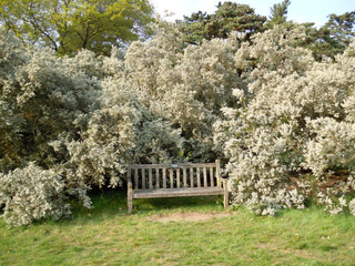 erica arborea haie bruyere arborescente