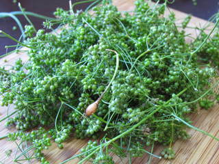 Graines de coriandre fraîches
