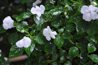 Impatiens