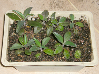 Boutures de Kalanchoe daigremontiana