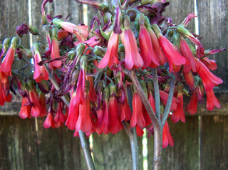 Kalanchoe daigremontiana en fleurs