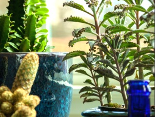 plante grasse kalanchoe daigremontiana
