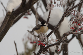 Mésange à tête noire et baies de sorbier sous le givre