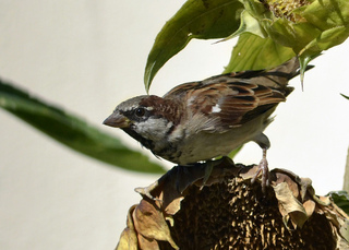 Moineau mangeant des graines de tournesol