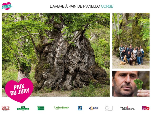 Arbre de l'année 2014 - Pianello (Corse)