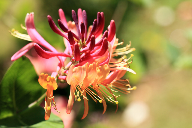 Fleurs de chèvrefeuille