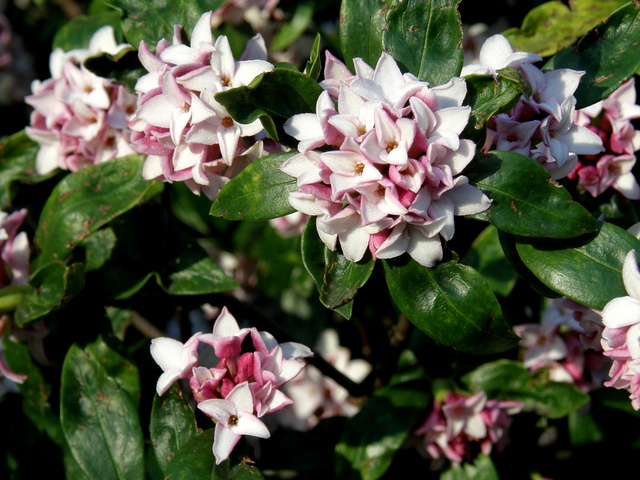 Daphne odora en fleurs