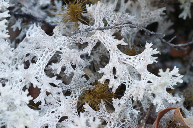 cliquez pour voir la suite Dentelle de lichen