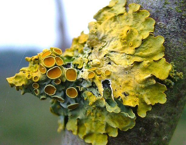 Lichen sulfureux