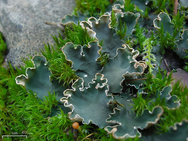 lichen-pel​tigera-mal​acea-mouss​e-diaporam​a