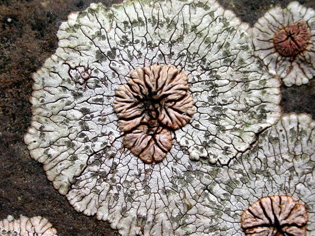 cliquez pour voir la suite Lichen en camaieu de teintes pastel